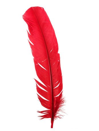 Red Broad Feather Accessory - Simply Fancy Dress
